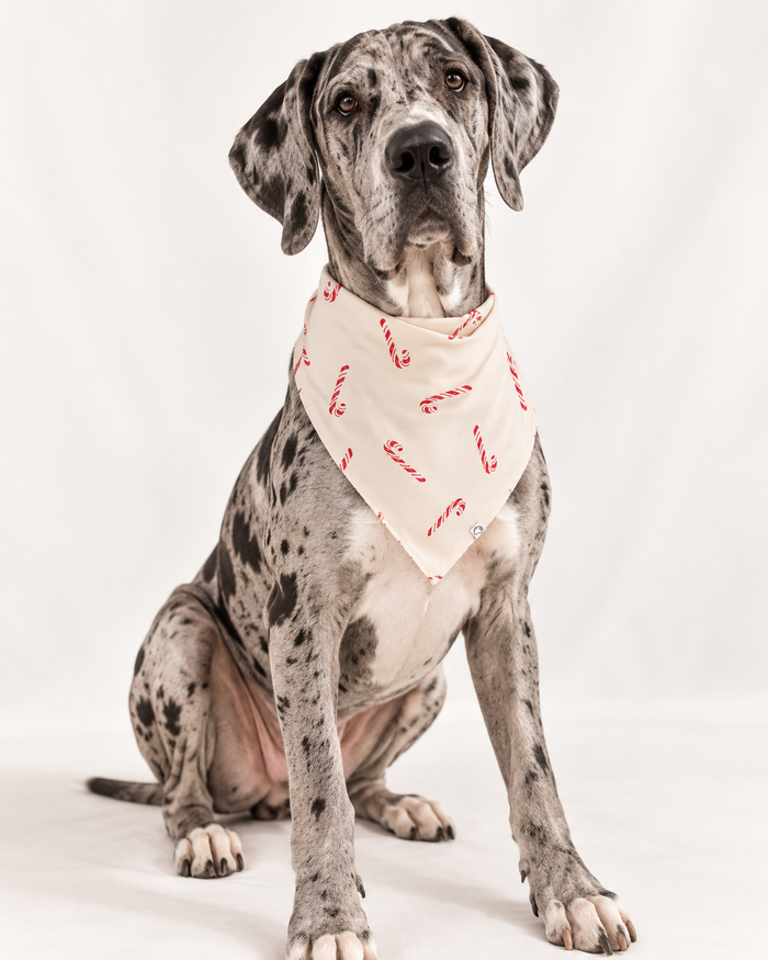 Candy Cane | Dog Bamboo Bandanna